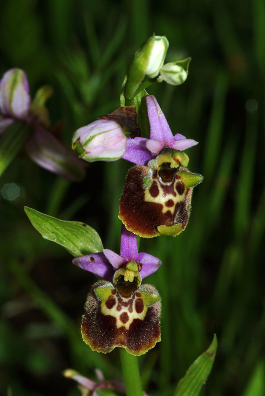 Ophrys da determinare